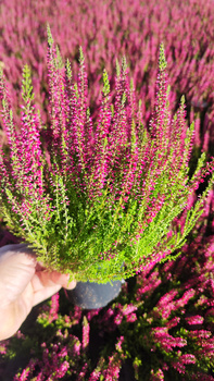 Sadzonka WRZOS RÓŻOWY PĄCZKOWY DONICZKA 12 CM