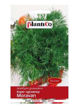 Koper Moravan 5g odrasta wielokrotnie Plantico